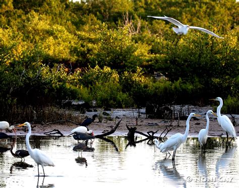 Water Birds And Sunrise Noni Cay Photography