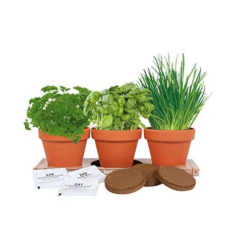 Totalgreen Holland Healthy Kitchen Herb Trio Grow Kit Grow Basil