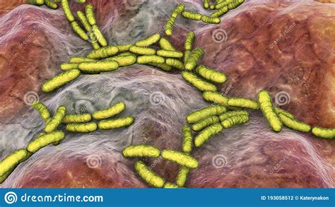 Probiotic Bacteria Lactobacillus Stock Illustration Illustration Of