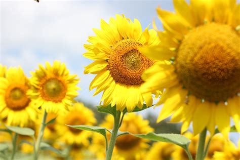 Catat Gambar Bunga Matahari Hijau Yang Mantul Informasi Seputar Tanaman Hias
