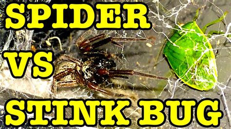 In extreme cases, if your dog eats a large number of bugs, this can form a hard mass called a bezoar in the stomach that can't pass through the digestive tract. Black Spider Vs Stink Bug & Turbo Snail - YouTube