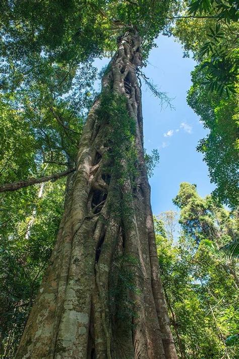 Unesco World Heritage Centre Document Gondwana Rainforests Of Australia