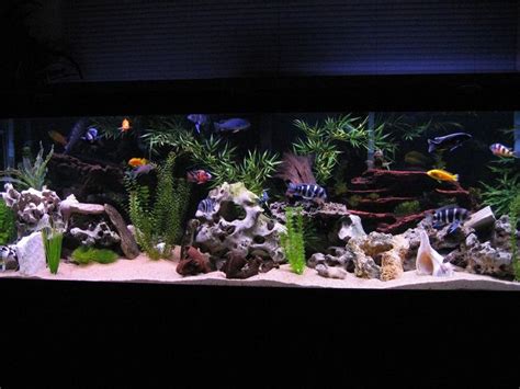 125 Gallons Freshwater Fish Tank Mostly Fish And Non Living