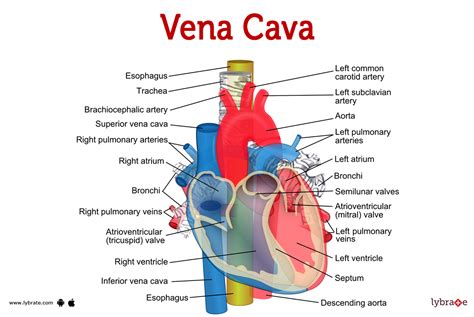 Vena Cava Human Anatomy Image Functions Diseases And Treatments