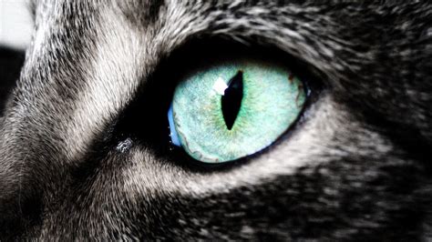 Close Up Cat Eye | HD Wallpapers