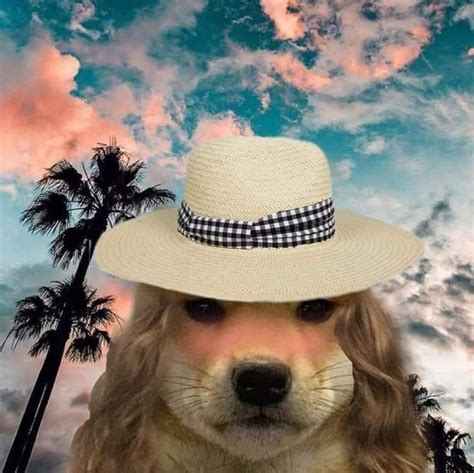 Panama Hat Icons Dog Memes Hats Doggies Diy Dog Hat Symbols