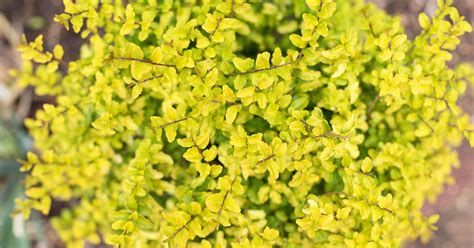 We did not find results for: 5 Uses for 'Sunshine' Ligustrum | Sunshine ligustrum ...