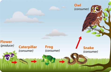 • in other words, food webs are a bunch of food chains all together. Ciencias 4to grado: Food Chain/ food Web