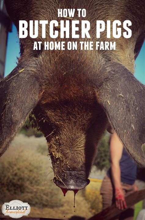 How To Butcher Pigs At Home On The Farm Shaye Elliott