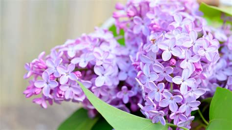 Desktop Wallpaper Lilac Flowers Spring Petals Hd Image Picture