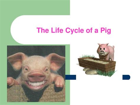 Ppt The Life Cycle Of A Pig Powerpoint Presentation Free Download