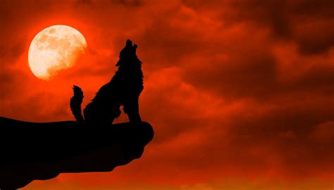 Serigala Melolong Bulan Gambar Gratis Di Pixabay Pixabay