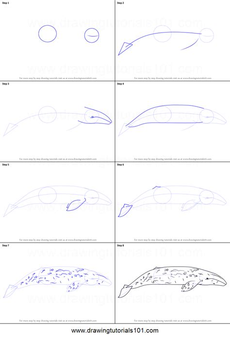 How To Draw A Gray Whale Marine Mammals Step By Step