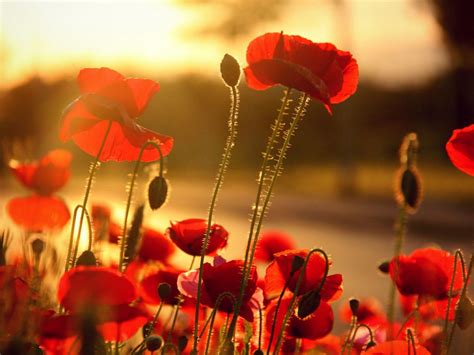 Free Download Poppy Flowers Wallpaper 35964189 1440x1080 For Your