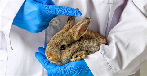 Now You Can Adopt Former Fda Lab Animals Goodnet