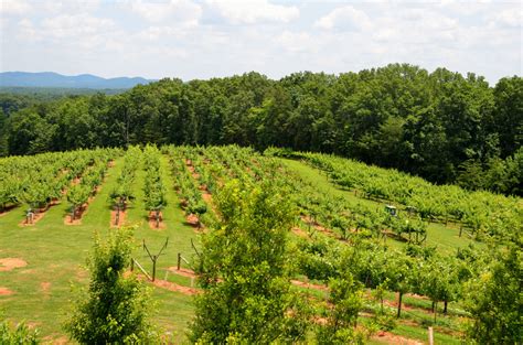 Images Gratuites Paysage Arbre La Nature Ciel Vigne Vignoble Du