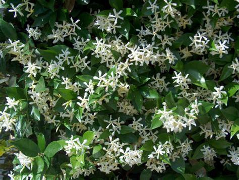 Molto spesso vengono piantati sempreverdi, proprio perché mantengono le foglie per tutto l'anno, svolgendo piante loro funzione anche durante l'inverno. Piante da vaso: Trachelospermum, Ryncospermum jasminoides ...