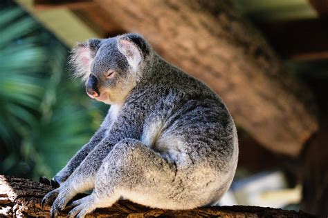 Sleepy Koala Photograph By Katy L