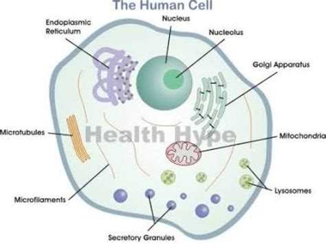 How To Draw A Simple Human Cell