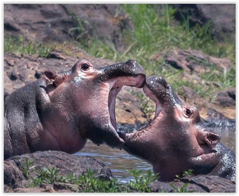 Two Hippopotamus In The Water With Their Mouths Open