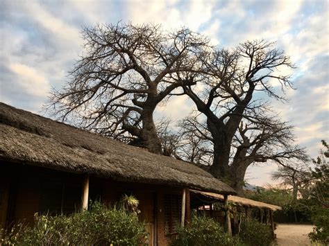 Baobab Tree At Malambre Camp Cape Mc Clear Lake Malawi Aguaplano
