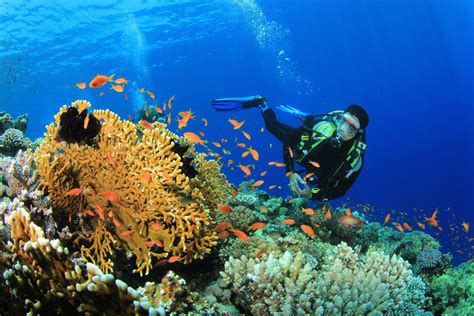 Best Places For Scuba Diving In Andaman The Land Of Beauty