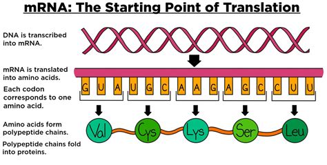 messenger rna mrna — overview and role in translation expii
