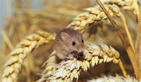 Mice Facts Information Habitat And Pictures