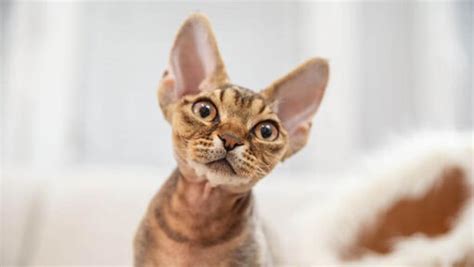 Devon Rex Cat Breed Information Purina