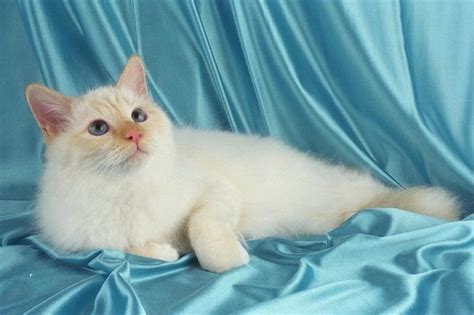 47 Best Images About Red Point Ragamuffinsbirmans On