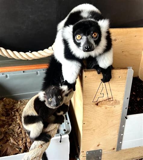 Black And White Ruffed Lemur Born At Calgary Zoo First In 36 Years