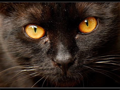 Hd wallpaper download for ipad and iphone widescreen 2160p uhd 4k hd 16:9 16:10 1080p 720p android smartphone. Brown Cat, Orange Eyes | Chat