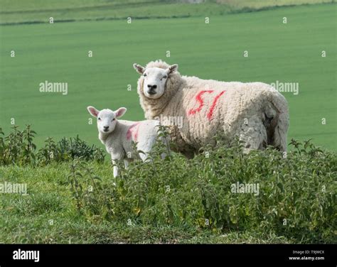 Lleyn Sheep Near Kingston Deverill Wiltshire Stock Photo Alamy