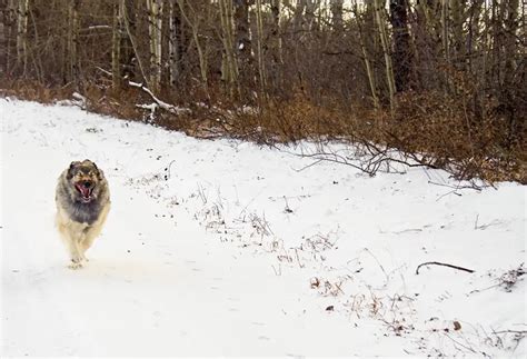 Do Great Pyrenees Run Fast Your Giant Dog