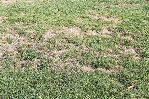 Identify And Treat Chinch Bug Lawn Damage Thomas Lawn Care
