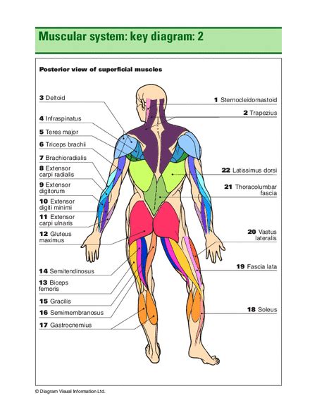 Printable Muscular System Diagram