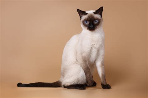 12 Cute Siamese Cat Names Youll Love I Discerning Cat