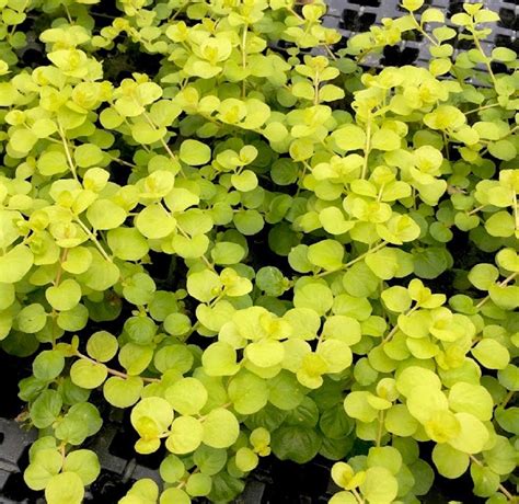 A picture of an aromantic flag in the shape of a heart. Lysimachia nummularia aurea pot - Middengrond - Jarathana