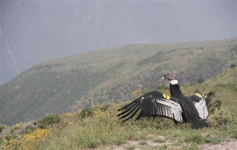 Abroad Trekkers Peru Two Andean Condors Reintegrated To Natural