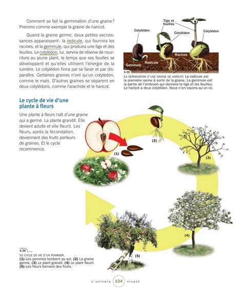 Le cycle de vie d une plante à fleurs