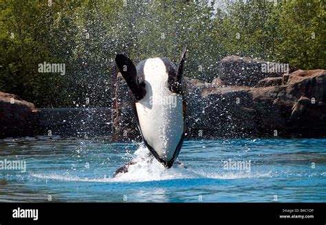 Orca Whale Jumping Out Of Water Hi Res Stock Photography And Images Alamy