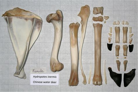 Fore Limb 1 Chinese Water Deer Adult Female John Rochester Flickr