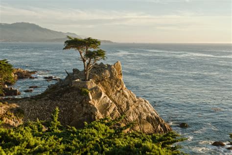 Lone Cypress Pine Tree At Pebble Beach Stock Photo Download Image Now