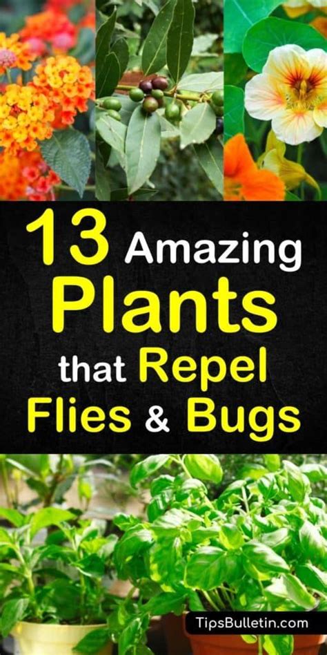 Pin on Plants that repelled mosquitoes,etc