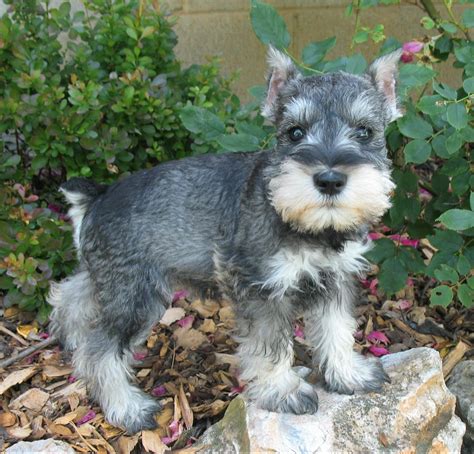 Top Pictures How To Groom A Miniature Schnauzer Puppy Sharp
