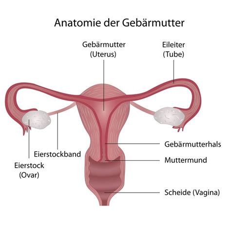 Vagina Scheide Informationen Ärzte für Vagina