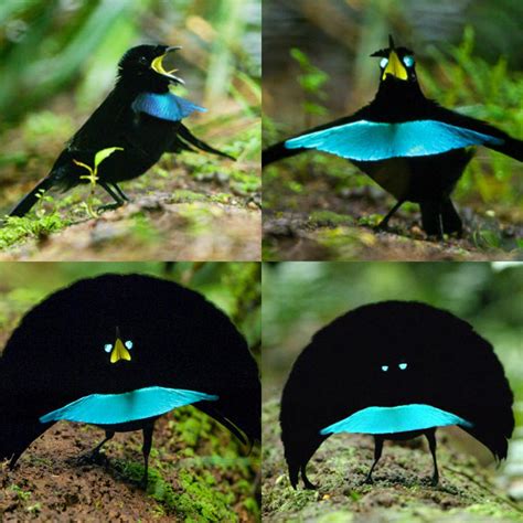 🔥 The Vogelkop Superb Bird Of Paradise 🔥 R Natureisfuckinglit