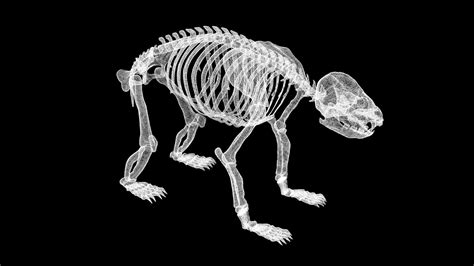 3d Model Panda Skeleton Vr Ar Low Poly Cgtrader