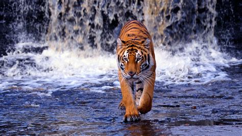 Wallpapers X Wallpapers Tiger Tigre Hd X