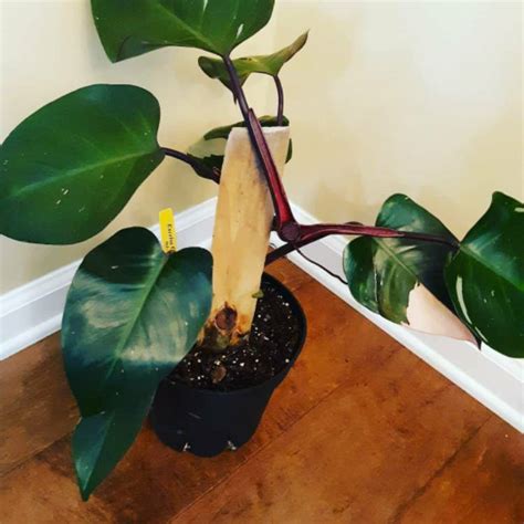 High quality ppp gifts and merchandise. Philodendron 'Pink Princess' syn. Philodendron erubescens 'Pink Princess', Philodendron 'Pink ...